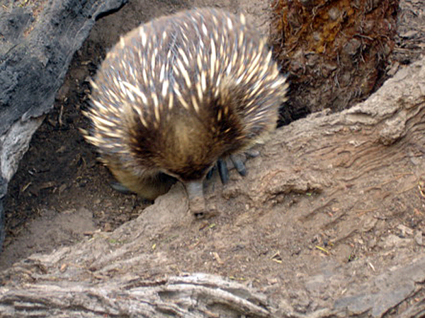 Echidna