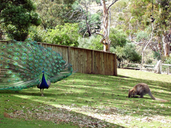 Peacock and Kangaroo