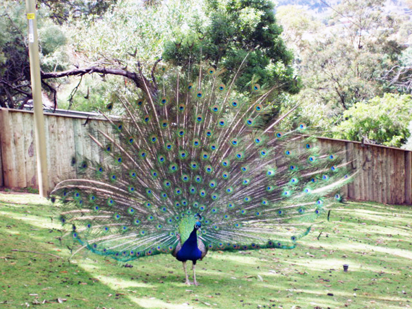 peacock