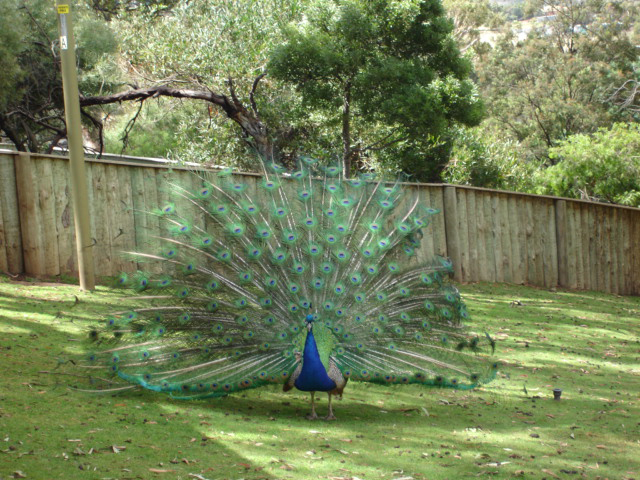 peacock