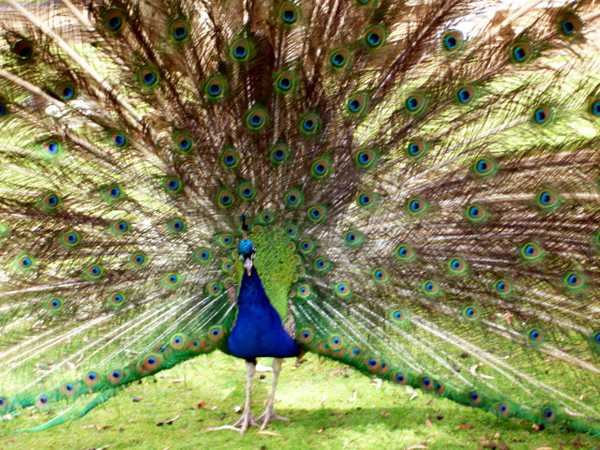 peacock