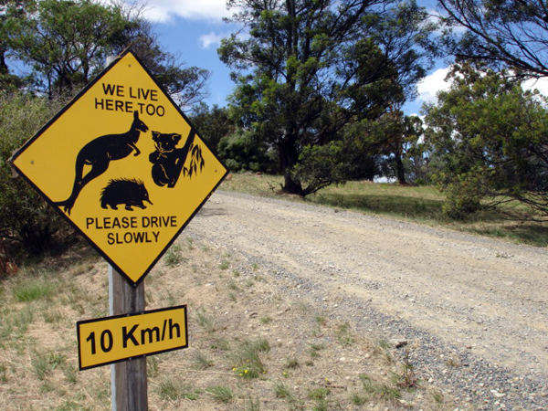 wildlife sign and road