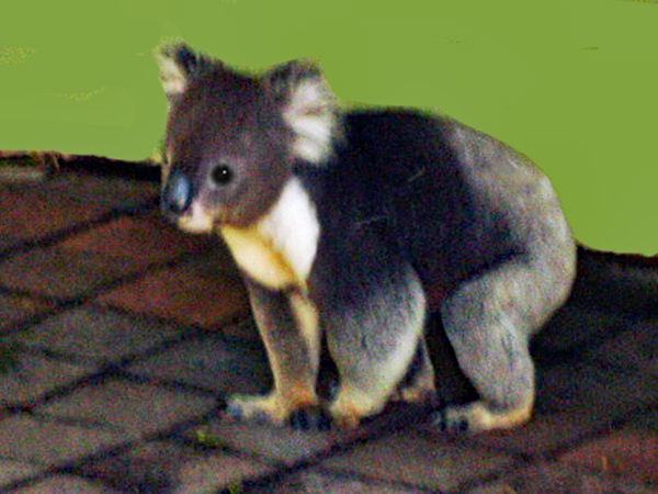 Koala