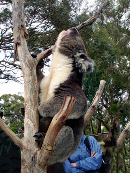 Koala