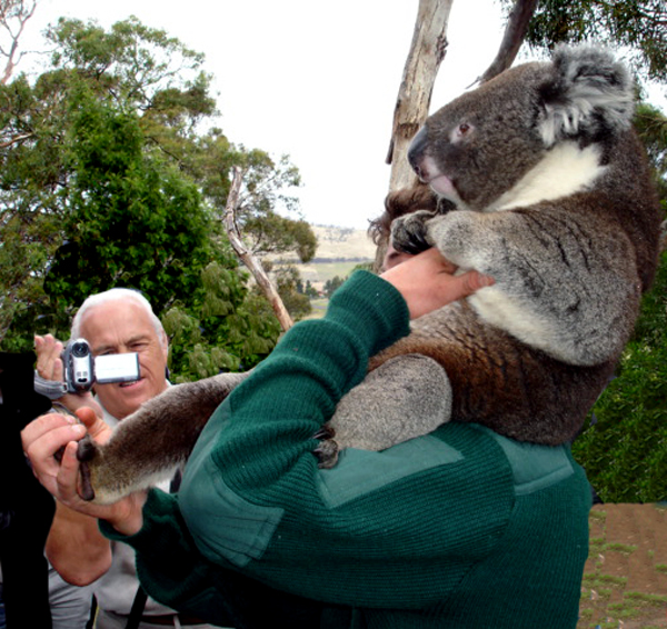 Lee Duquette filmin a koala