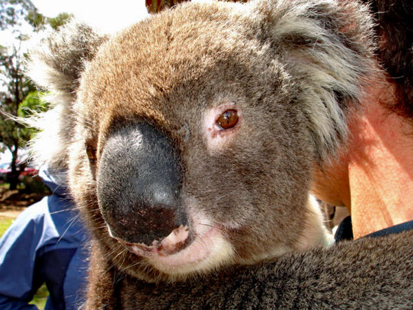 Koala face