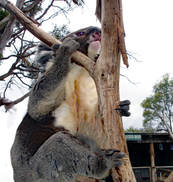koala in tree