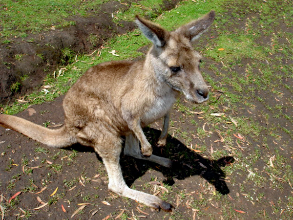 Kangaroo