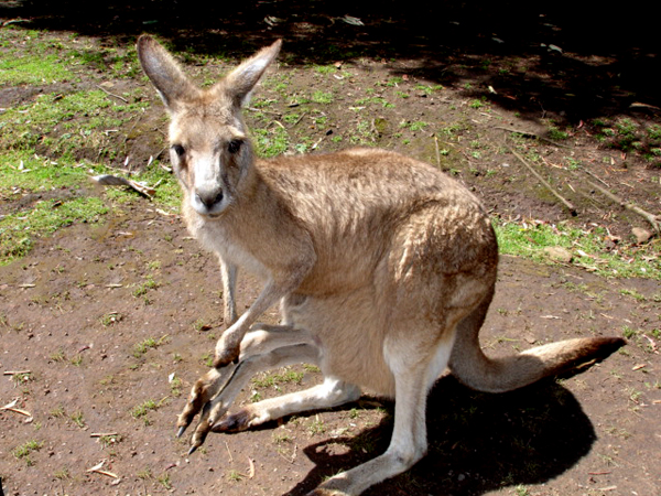 Kangaroo