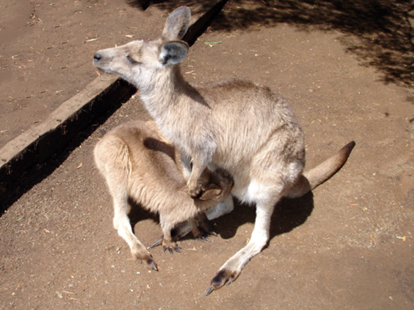 Kangaroo and joey
