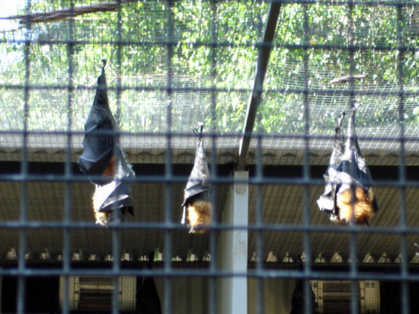 BATS