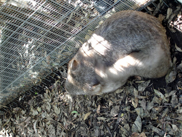 Featherdale Park cirtter