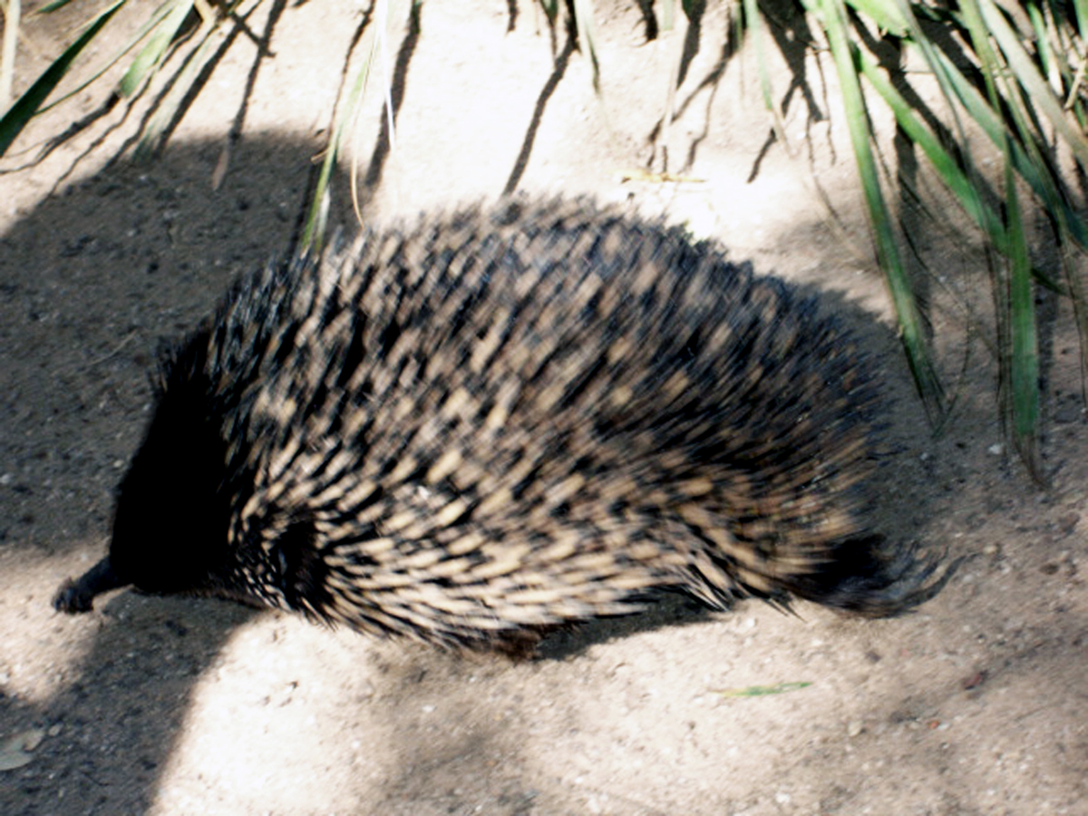 Echidna