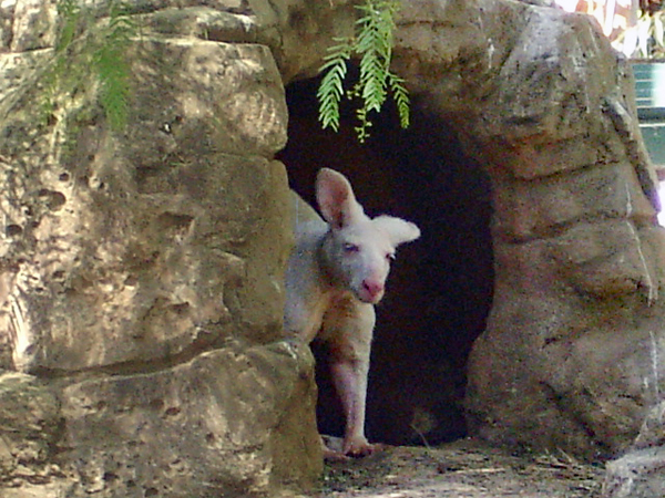 rufous-Bellied- Padr