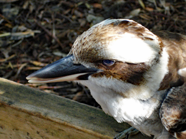 bird in Featherdale park