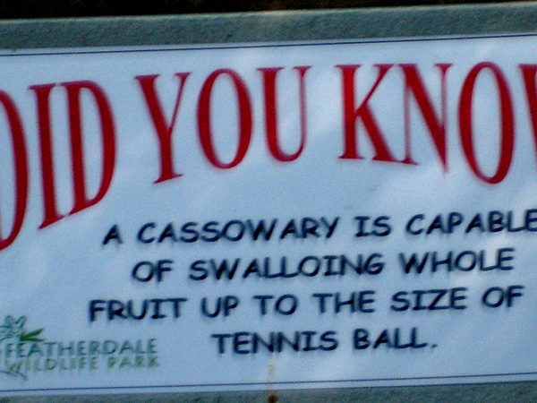 cassowary sign