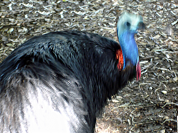 cassowary