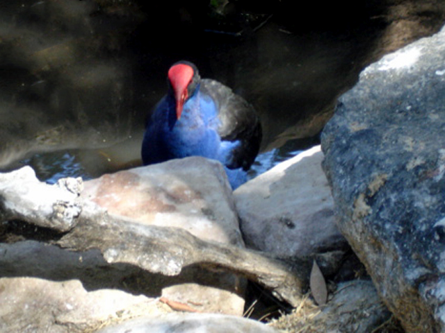 Purple Swamphen 