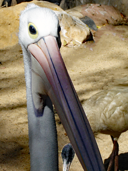 Pelican 