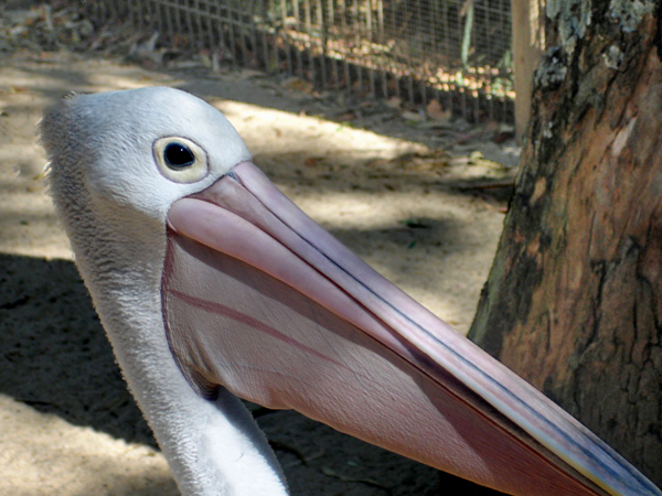 Pelican 