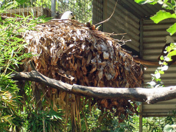 bird in nest