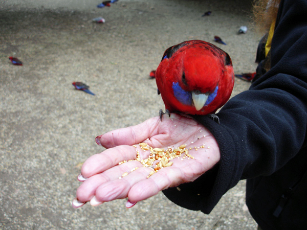 Karen Duquette feeding a bird