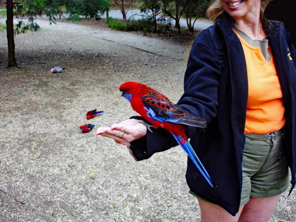 Karen Duquette feeding a bird