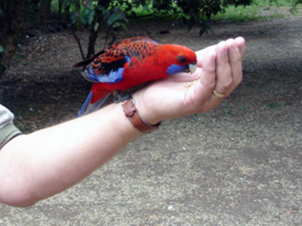 a bird on Lee Duquette's hand
