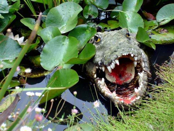 fake alligator hiding