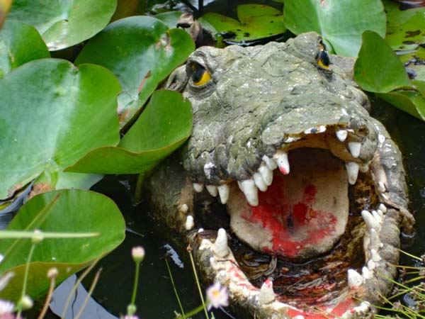 fake alligator hiding