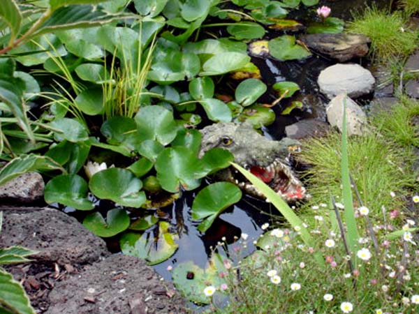 fake alligator hiding