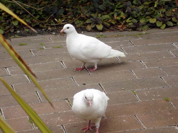 birds at Warrook Farm
