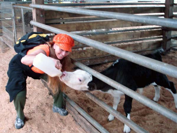 Karen Duquette offering a calf some milk at a farm in Australia