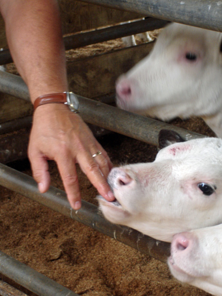 fingers in a calf's mouth