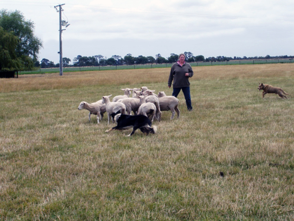 Dog hearding the sheep