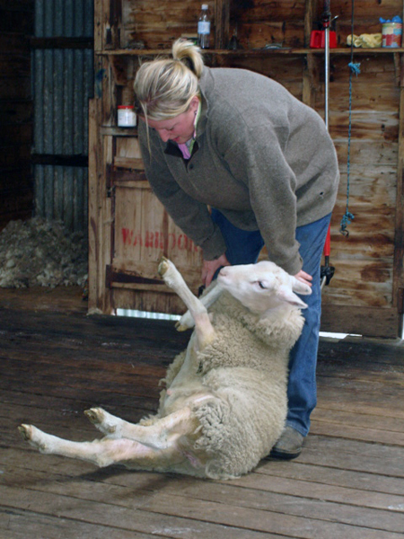 farm worker and a sheep