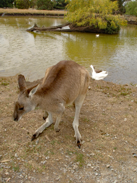 Lee Duquette feeding a kangaroo and a duck