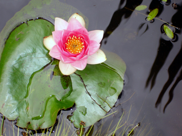  flower in a pond