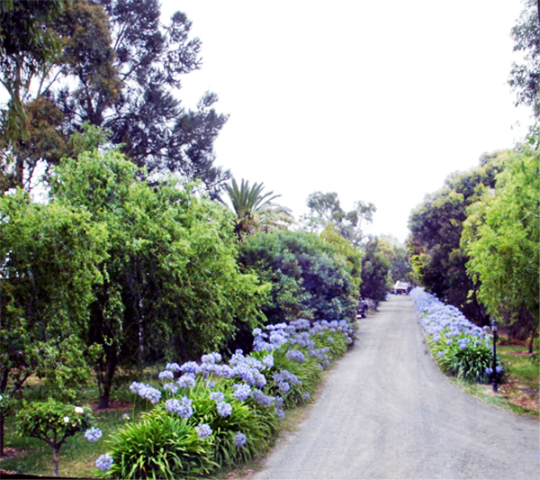 dirt road with flowers