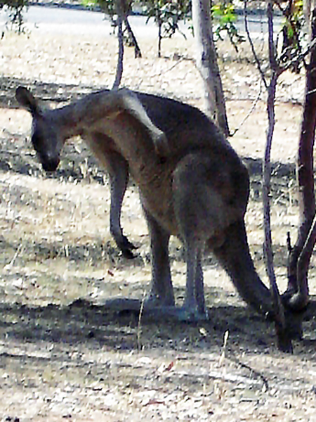 wild kangaroo