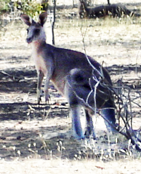 wild kangaroo