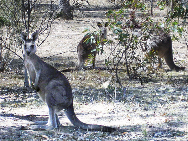 wild kangaroo