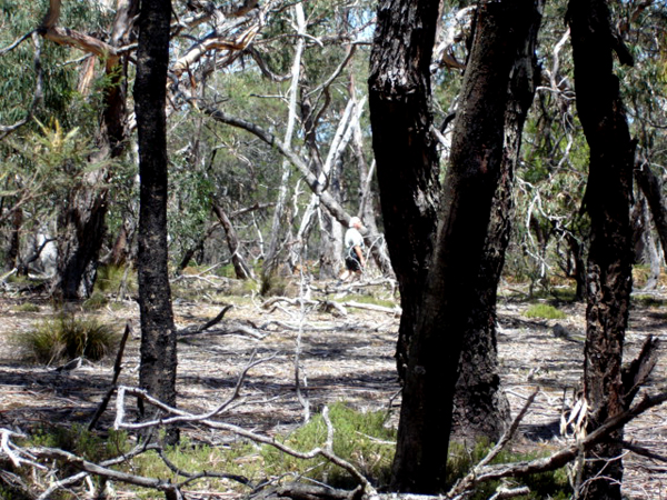 wild life tour in Australia