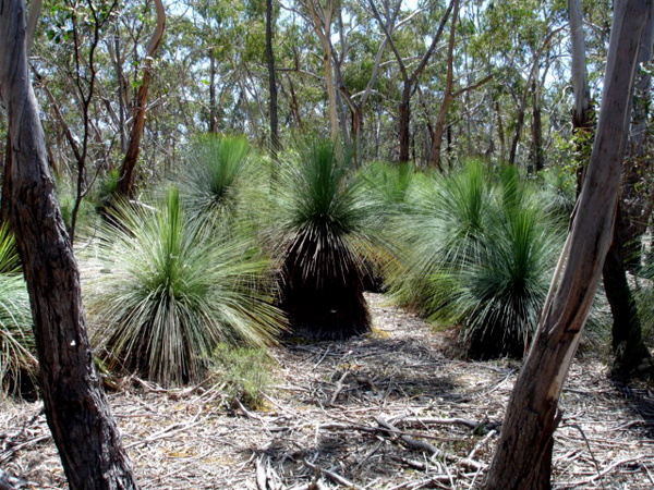 wild life tour in Australia
