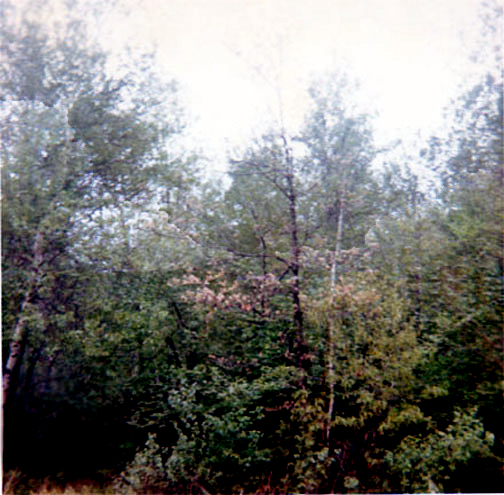 woods at the Terryville lot