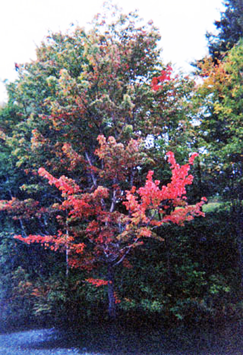 fall colors in Vermont 2000