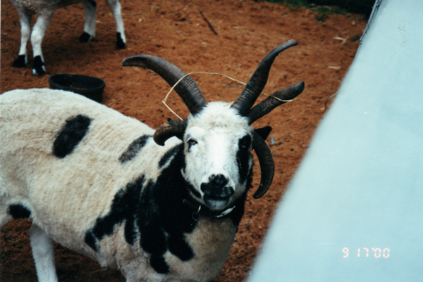 goats at Smuggler Notch Inn