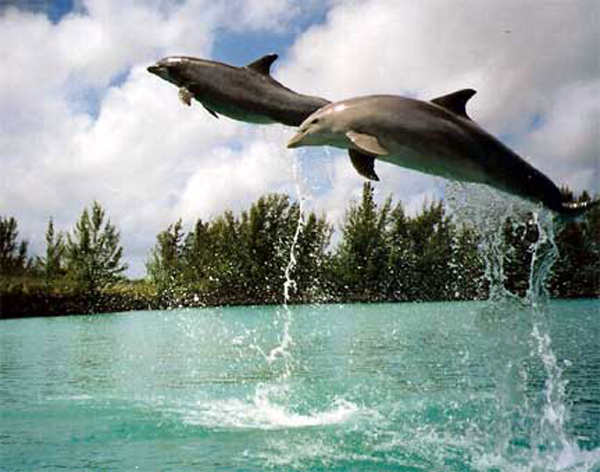 dolphins jumping in the air