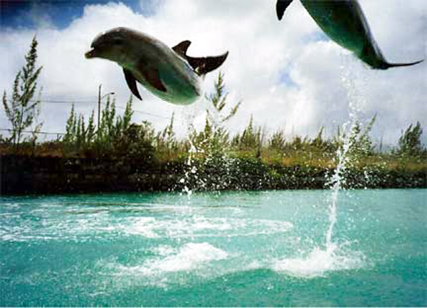 dolphins flying high