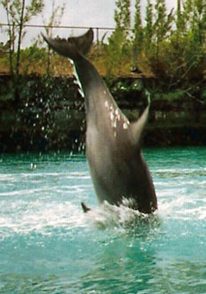 dolphin splashing down into the water